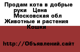 Продам кота в добрые руки › Цена ­ 100 - Московская обл. Животные и растения » Кошки   